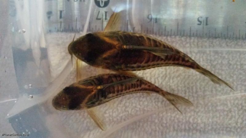 Hoplisoma sp. (Cw127)