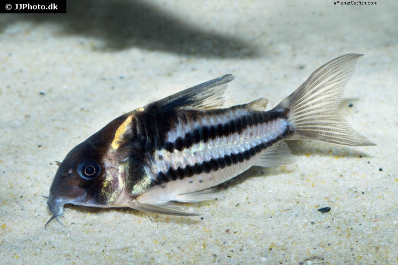 Hoplisoma sp. (Cw127)