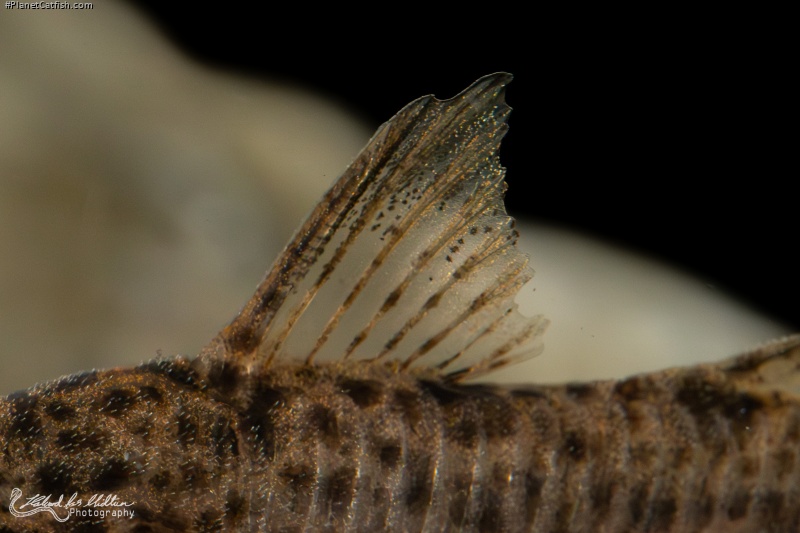 Hoplisoma sp. (Cw133)