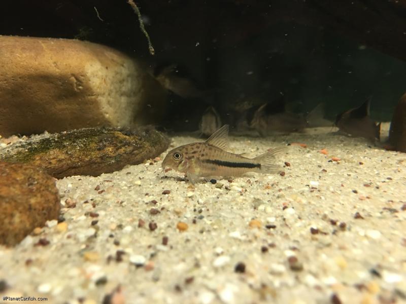 Hoplisoma sp. (Cw137)