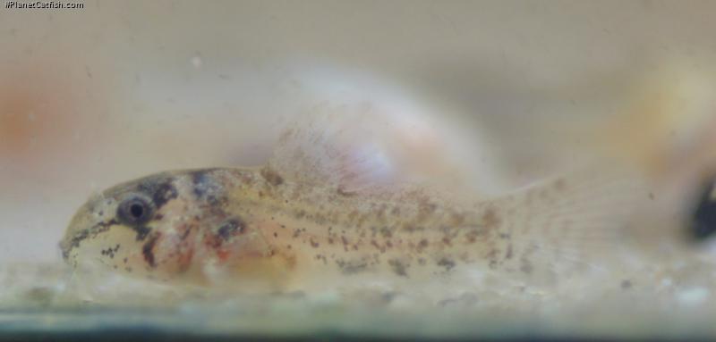 Hoplisoma sp. (Cw140)