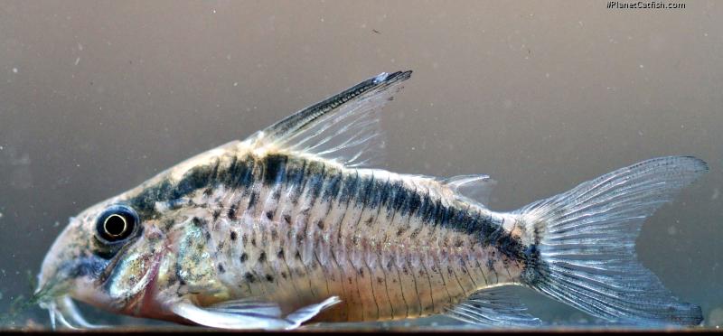 Hoplisoma sp. (Cw159)