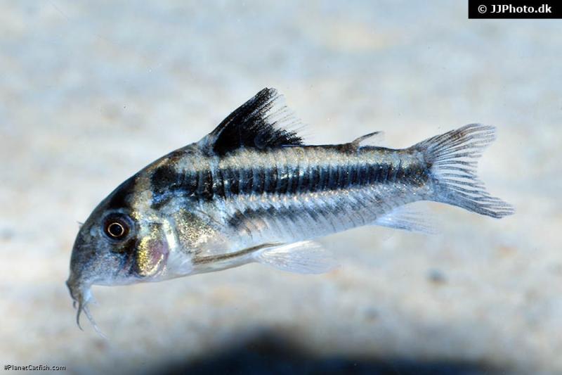 Hoplisoma sp. (Cw169)