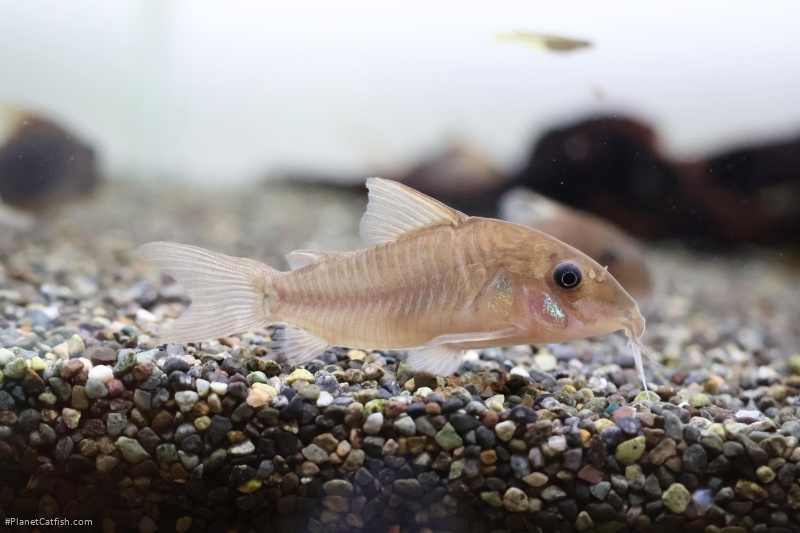 Hoplisoma sp. (Cw171)