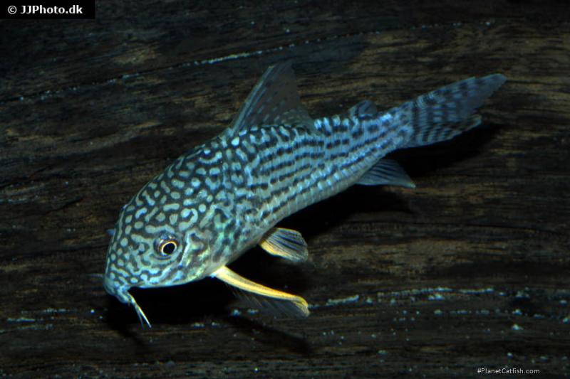 Hoplisoma sterbai