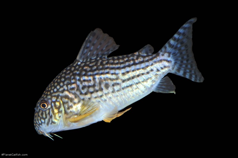 Hoplisoma sterbai