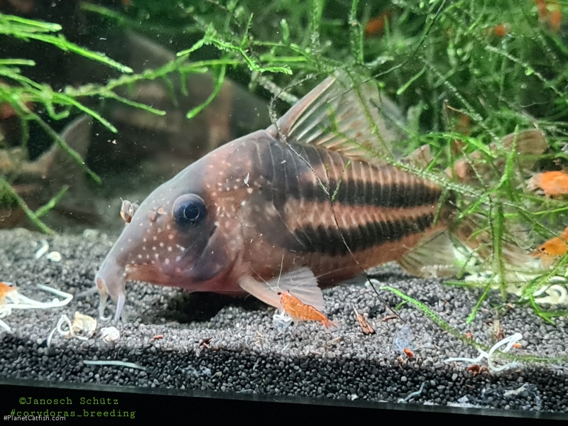 Hoplisoma tenebrosum