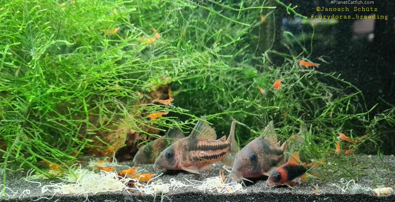 Hoplisoma tenebrosum