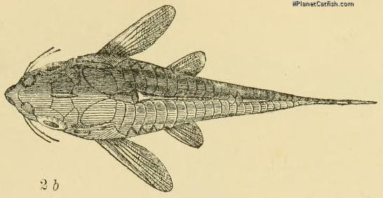 Hoplisoma trilineatum