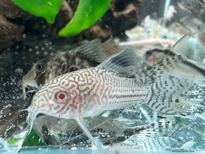 Hoplisoma trilineatum