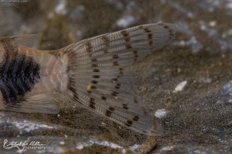 Hoplisoma tukano