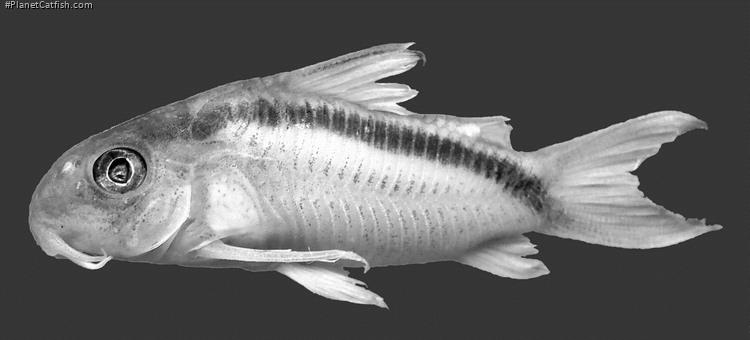 Hoplisoma urucu