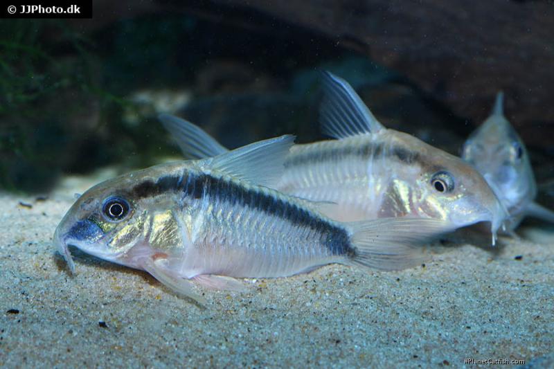 Hoplisoma urucu