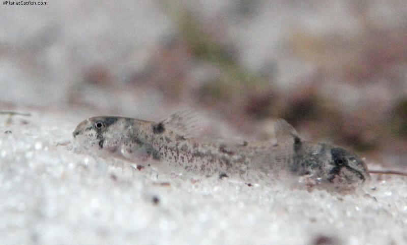 Hoplisoma weitzmani