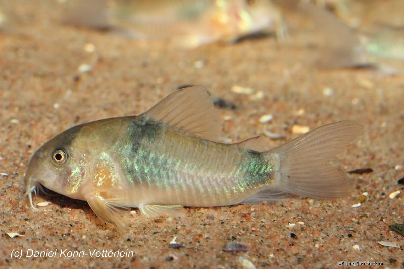 Hoplisoma weitzmani
