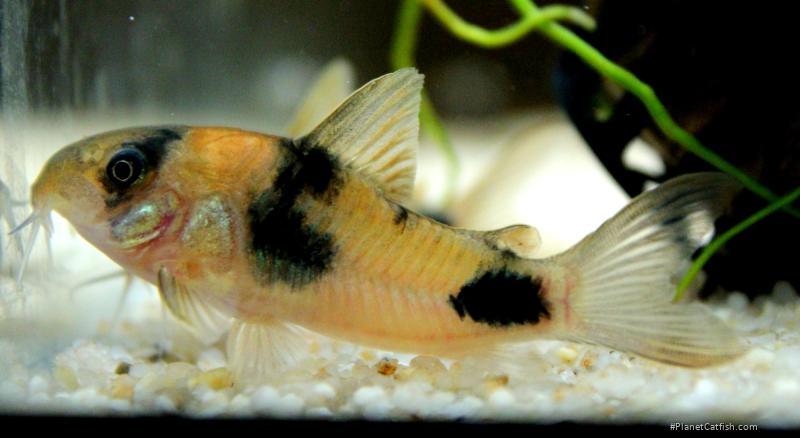 Hoplisoma weitzmani