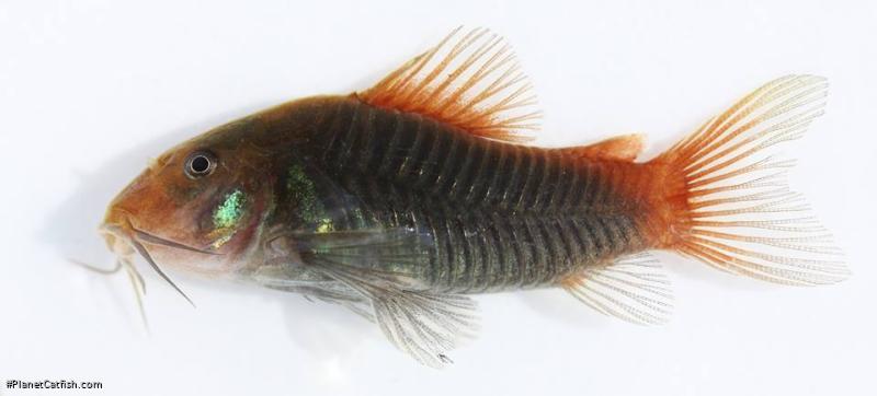 Osteogaster hephaestus