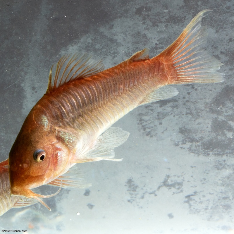 Osteogaster hephaestus