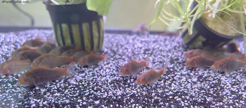 Osteogaster hephaestus
