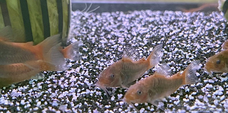 Osteogaster hephaestus