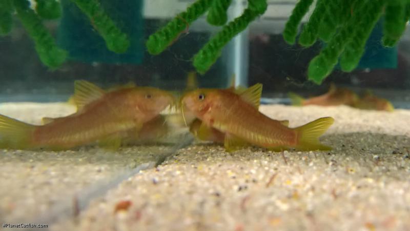 Osteogaster melanotaenia