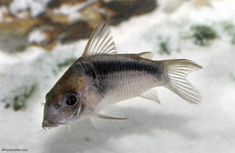 Osteogaster rabauti