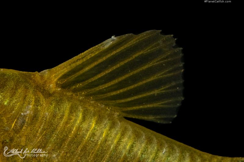Osteogaster sp. (Cw009)