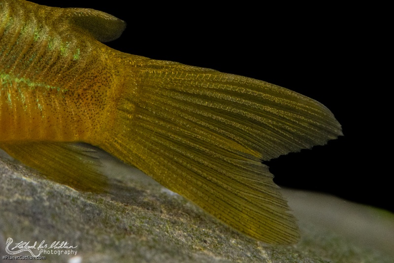 Osteogaster sp. (Cw009)