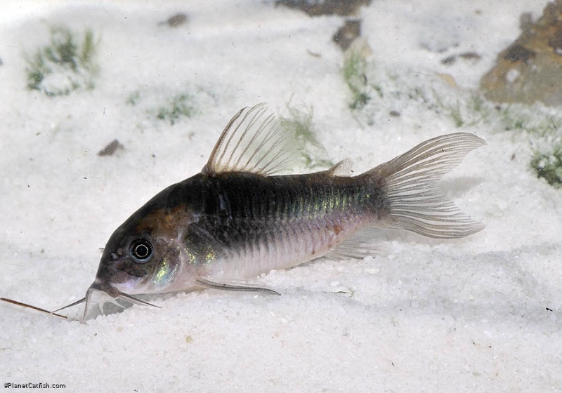 Osteogaster sp. (Cw041)