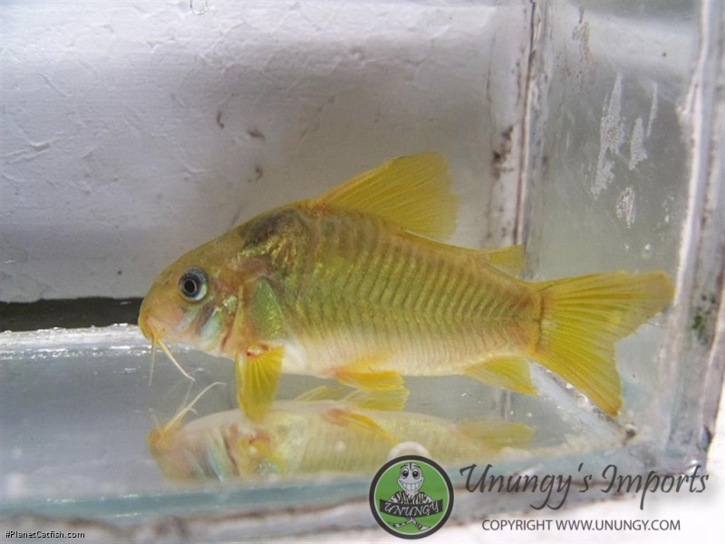 Osteogaster sp. (Cw078)