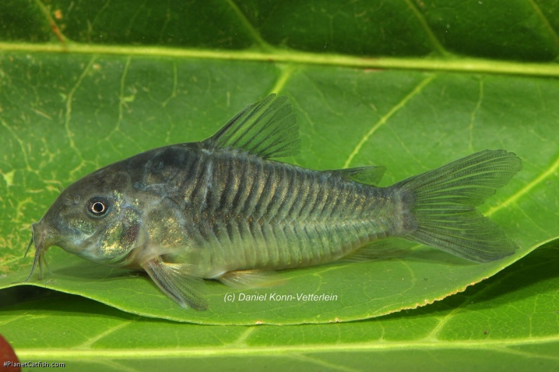 Osteogaster sp. (Cw093)