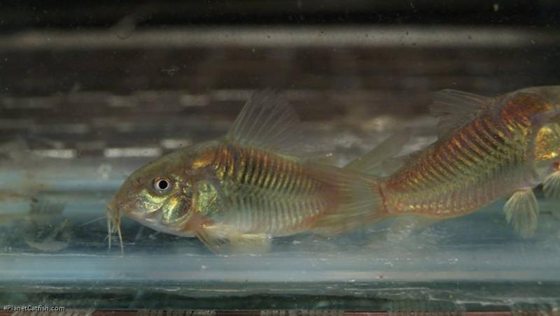 Osteogaster sp. (Cw093)