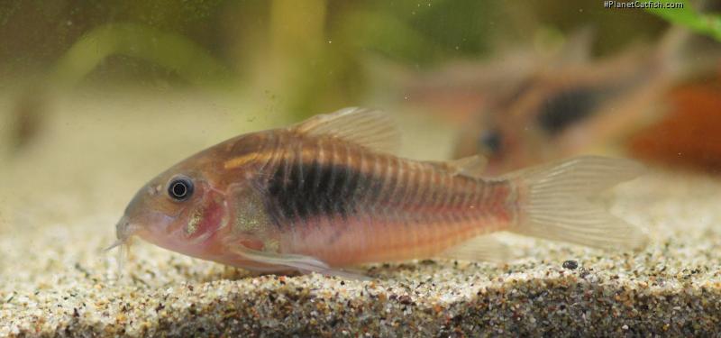 Osteogaster sp. (Cw097)