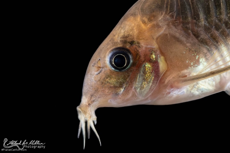 Osteogaster zygata