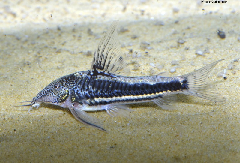 Scleromystax sp. (C113)