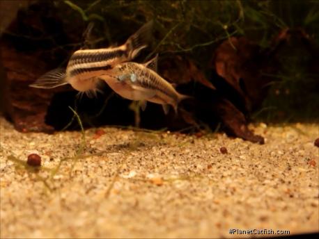 Scleromystax sp. (C113)