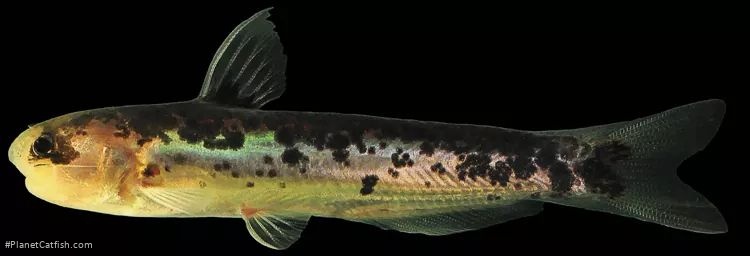 Cetopsis aspis