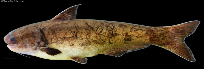 Cetopsis fimbriata