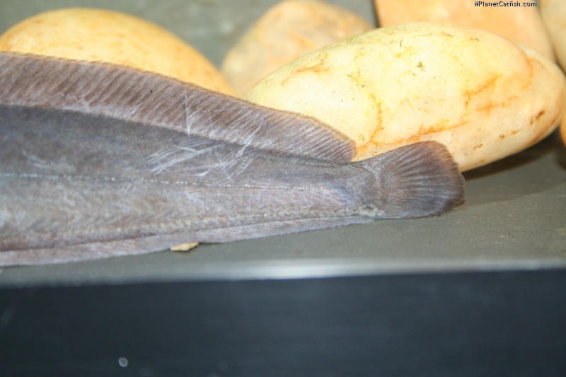 Clarias alluaudi