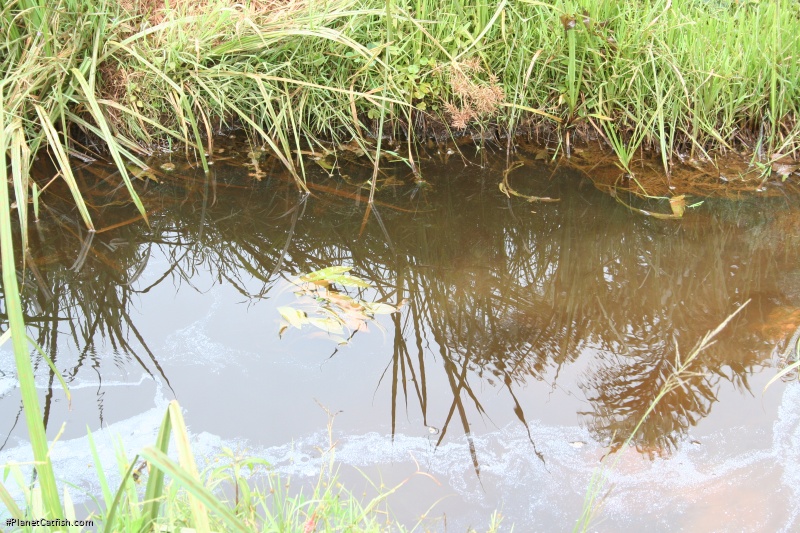 Clarias alluaudi