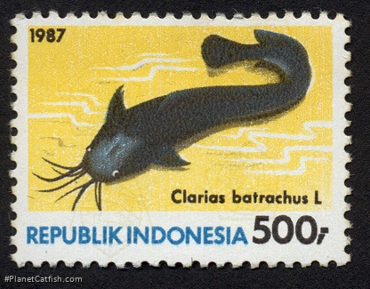 Clarias batrachus