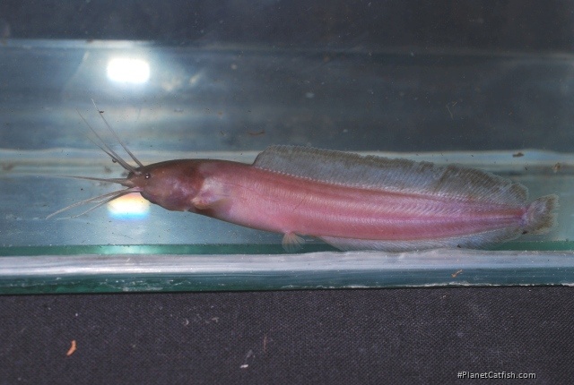 Clarias buthupogon