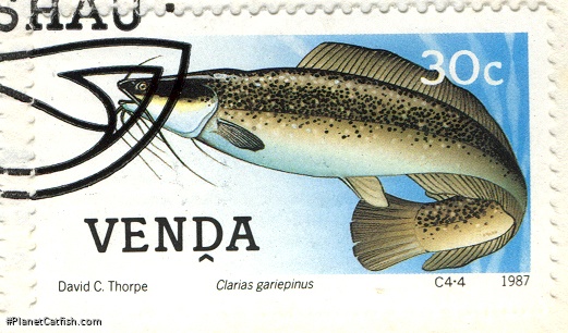 Clarias gariepinus