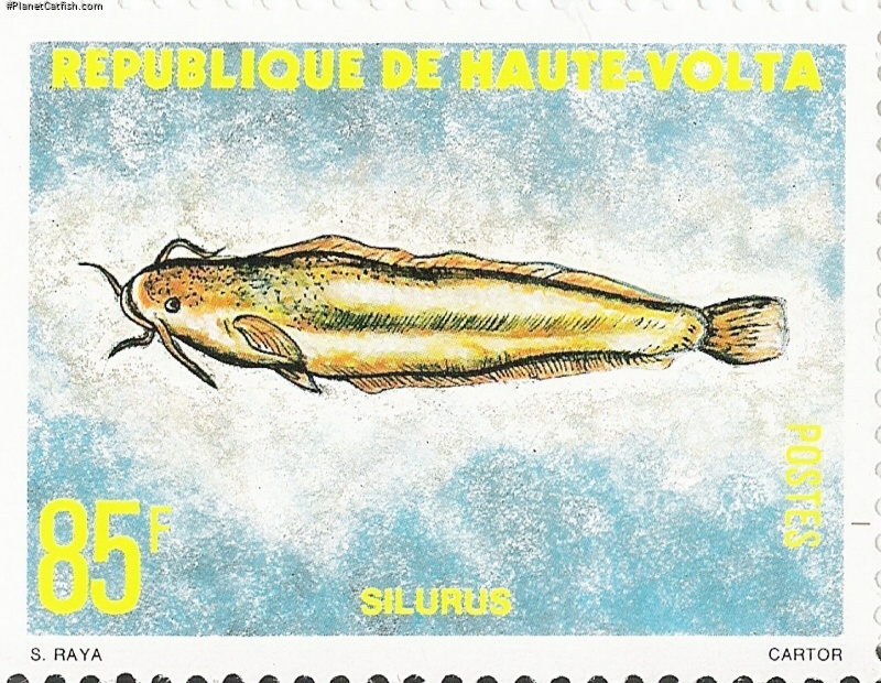 Clarias gariepinus