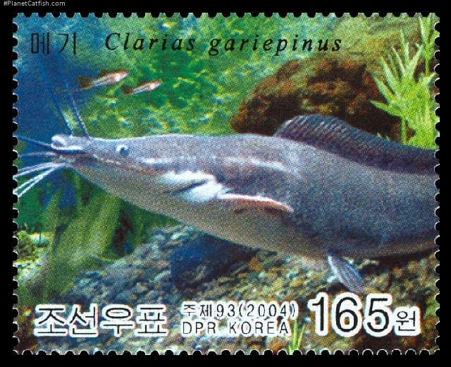 Clarias gariepinus