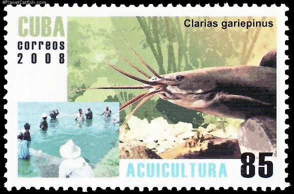 Clarias gariepinus