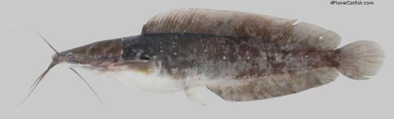 Clarias macrocephalus