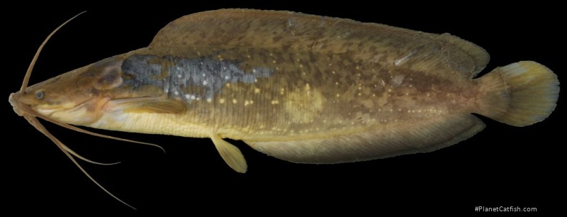 Clarias macrocephalus