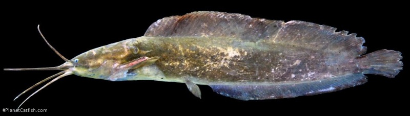 Clarias meladerma