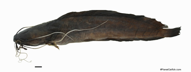 Clarias monsembulai